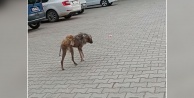 Tuzluca'da hasta ve başıboş köpek yürekleri sızlattı